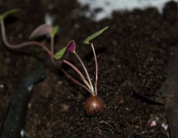 Come seminare i ciclamini?