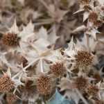 Come essiccare i fiori di cardo blu?