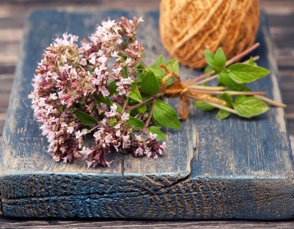 Come essiccare e utilizzare l'origano?