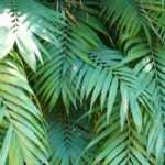 **Chamaedorea : piantagione e cura**