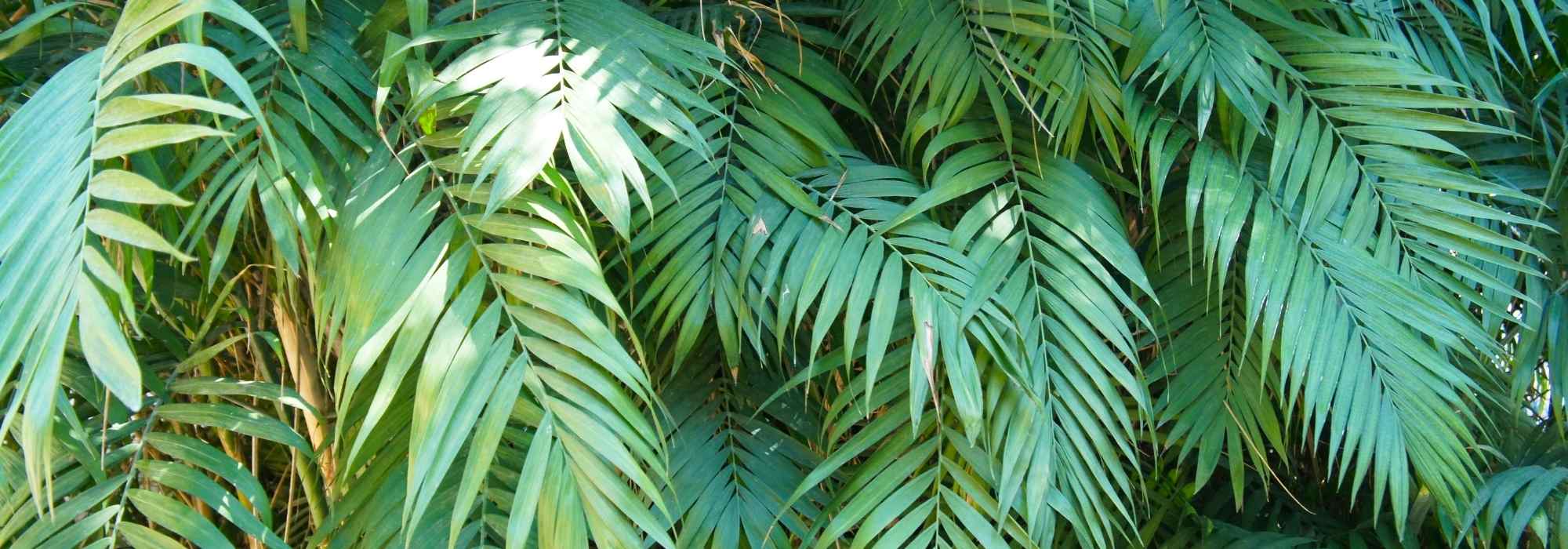 **Chamaedorea : piantagione e cura**