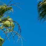 Copernicia - Palma carnauba: piantagione e cura