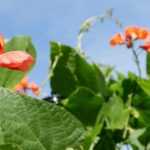 Il fagiolo di Spagna: semina, coltivazione e raccolta