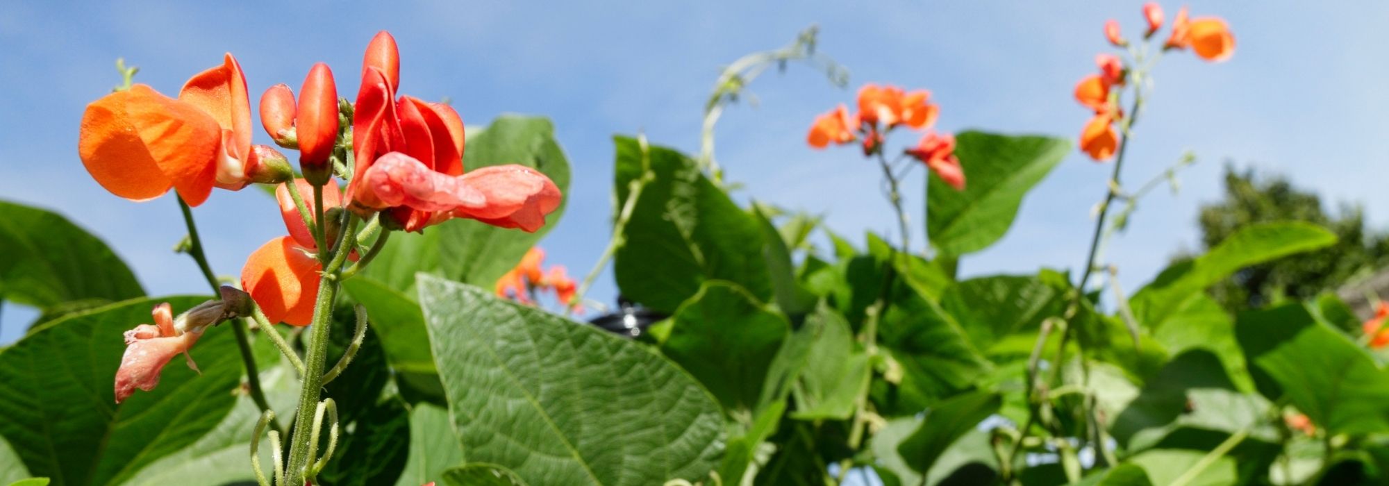 Il fagiolo di Spagna: semina, coltivazione e raccolta