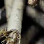 La scorzonera: semina, cura e raccolta