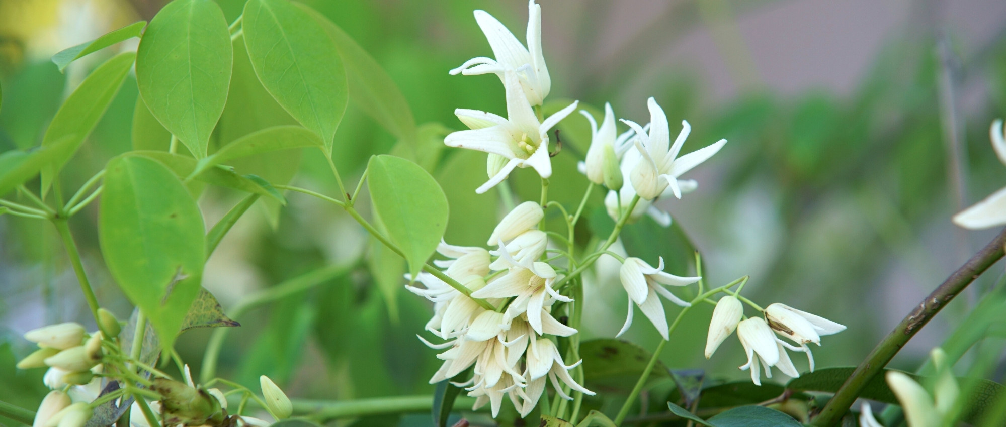 Il Stauntonia: piantare, coltivare e curare