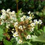 Il Boykinia: piantare, coltivare e curare