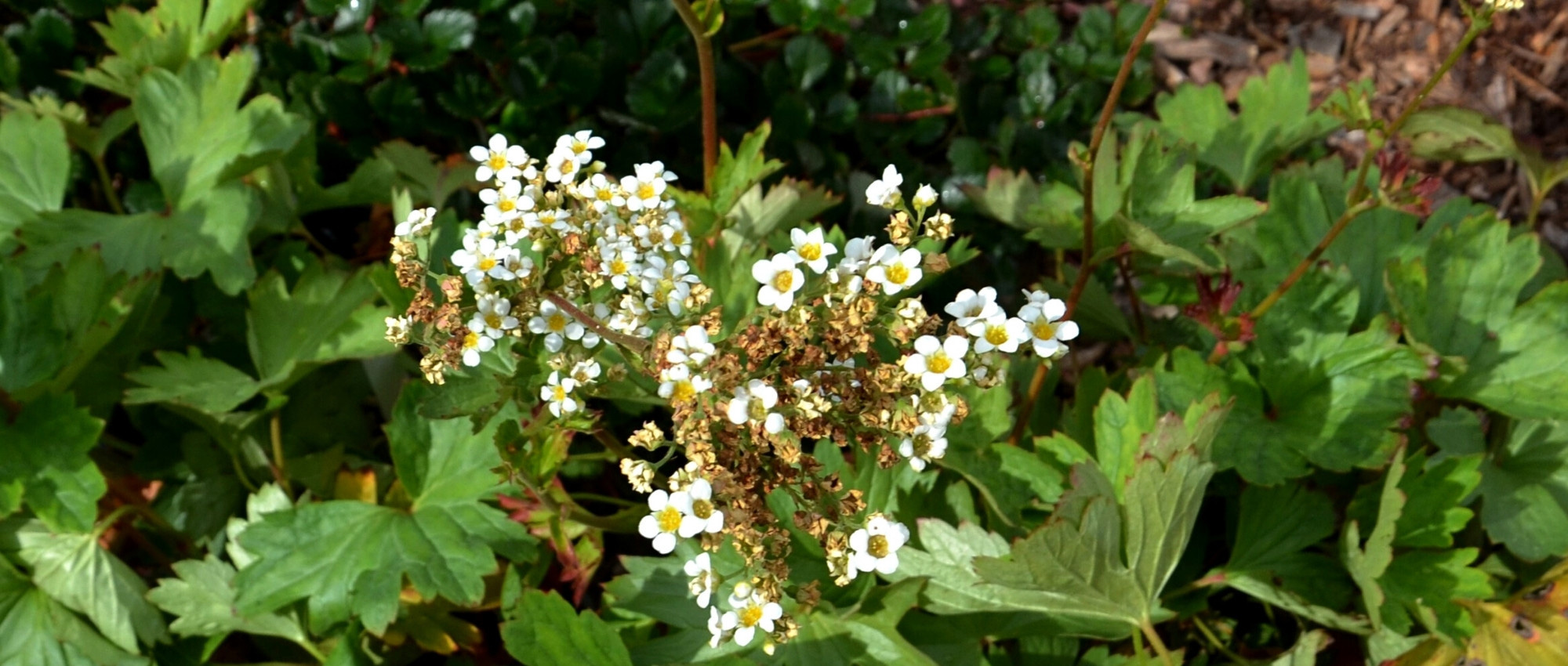 Il Boykinia: piantare, coltivare e curare