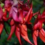 **Clianthus puniceus, Becco di pappagallo: piantare e coltivare**