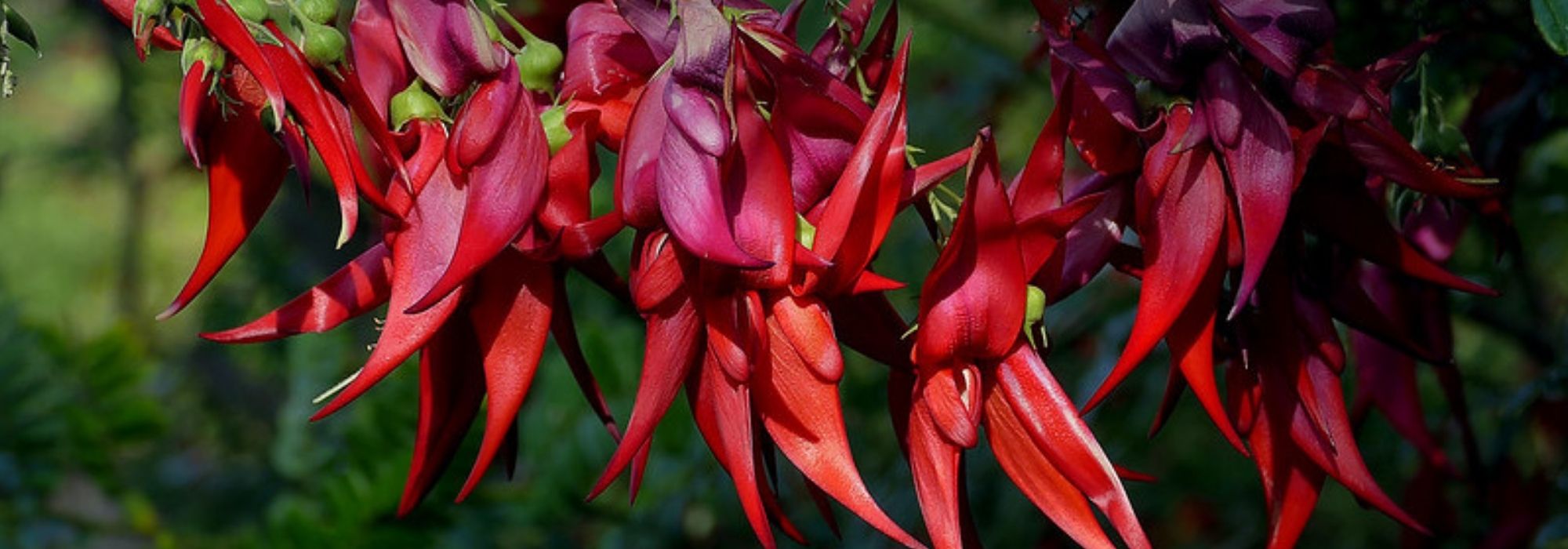 **Clianthus puniceus, Becco di pappagallo: piantare e coltivare**
