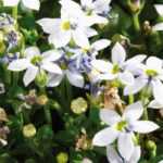 **Pratia : piantagione, coltivazione, cura**  

La Pratia è una pianta tappezzante ideale per creare un effetto moquette verde o fiorito in giardino. Facile da coltivare e resistente, è perfetta per bordure, roccaglie o come coprisuolo. Scopri come piantare, coltivare e prenderti cura della Pratia per godere della sua bellezza tutto l'anno.  

### **Piantagione della Pratia**  
- **Periodo ideale**: Piantala in primavera o in autunno.  
- **Esposizione**: Predilige posizioni soleggiate o a mezz'ombra.  
- **Terreno**: Ben drenato, fresco e ricco di humus.  

### **Coltivazione**  
- **Annaffiatura**: Mantieni il terreno umido, soprattutto nei periodi più caldi.  
- **Concimazione**: Utilizza un fertilizzante bilanciato in primavera per favorire la crescita.  
- **Propagazione**: Si moltiplica facilmente per divisione dei cespi o talea.  

### **Cura della Pratia**  
- **Potatura**: Taglia i rametti secchi o danneggiati per mantenere un aspetto ordinato.  
- **Protezione invernale**: Nelle regioni più fredde, proteggi la pianta con una pacciamatura.  
- **Malattie e parassiti**: Resistente, ma attenzione agli afidi in caso di clima troppo umido.  

Con poche cure, la Pratia regalerà al tuo giardino un tappeto fiorito o verdeggiante di grande effetto!