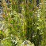 Rhodocoma : piantare, coltivare e curare