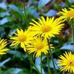 **Buphthalmum : piantagione, coltivazione**