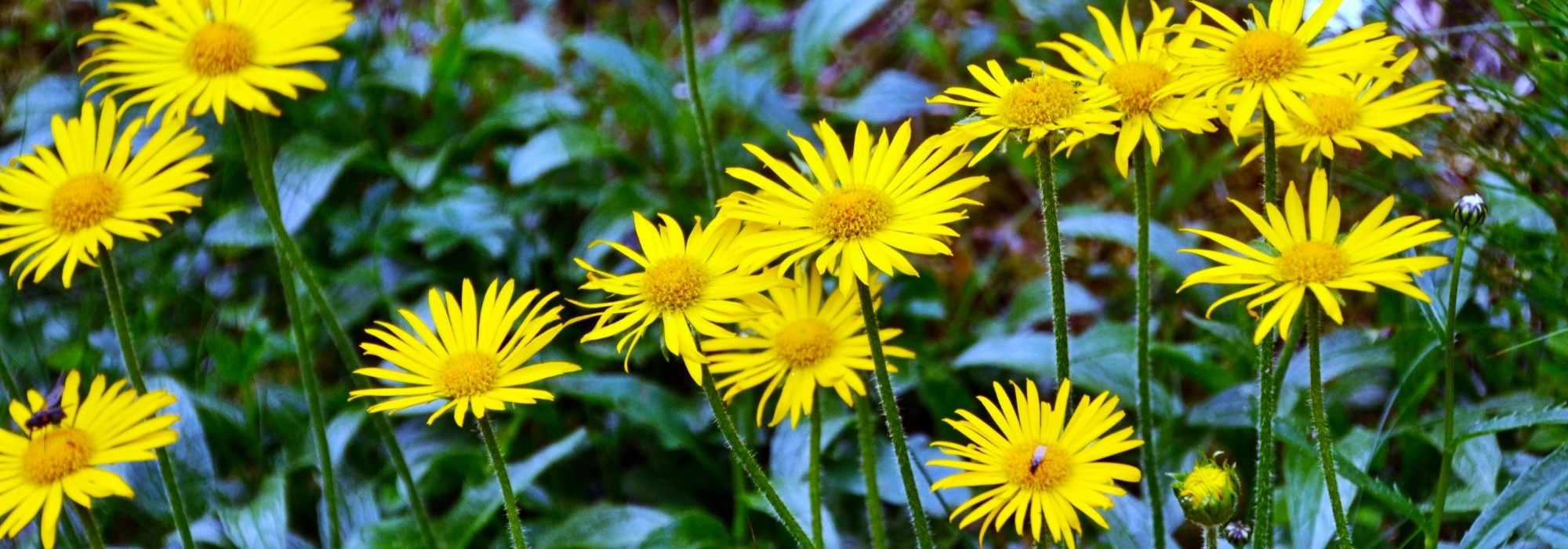 **Buphthalmum : piantagione, coltivazione**