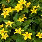 **Chrysogonum : piantagione, coltivazione e cura**

Il *Chrysogonum*, conosciuto anche come "stella dorata", è una pianta perenne apprezzata per i suoi fiori giallo brillante e il fogliame decorativo. Originaria del Nord America, questa pianta è ideale per bordure, giardini rocciosi o come copertura del terreno. Ecco una guida completa per piantare, coltivare e prenderti cura del tuo *Chrysogonum*.

---

### **Piantagione del Chrysogonum**

1. **Scelta del luogo**:
   - Predilige un'esposizione a mezz'ombra o ombra leggera, soprattutto nelle regioni con estati calde.
   - Tollera il sole diretto solo se il terreno rimane umido.

2. **Terreno**:
   - Opta per un terreno ben drenato, ricco di humus e leggermente acido.
   - Evita i terreni troppo compatti o soggetti a ristagni d'acqua.

3. **Periodo di piantagione**:
   - Il momento migliore per piantare è in primavera o in autunno, quando le temperature sono miti.

4. **Distanza tra le piante**:
   - Mantieni una distanza di circa 30-40 cm tra una pianta e l'altra per permettere una crescita armoniosa.

---

### **Coltivazione del Chrysogonum**

1. **Annaffiatura**:
   - Mantieni il terreno umido, soprattutto durante i periodi di siccità.
   - Evita di bagnare eccessivamente per prevenire marciumi radicali.

2. **Concimazione**:
   - Applica un concime organico in primavera per favorire una fioritura abbondante.
   - Puoi anche utilizzare un fertilizzante bilanciato a lento rilascio.

3. **Pacciamatura**:
   - Una pacciamatura con corteccia o compost aiuta a mantenere l'umidità del terreno e a limitare la crescita delle erbacce.

---

### **Cura del Chrysogonum**

1. **Potatura**:
   - Rimuovi i fiori appassiti per stimolare una nuova fioritura.
   - In autunno, puoi tagliare il fogliame secco per mantenere la pianta ordinata.

2. **Protezione invernale**:
   - Nelle regioni con inverni rigidi, proteggi la pianta con una pacciamatura aggiuntiva o con tessuto non tessuto.

3. **Divisione dei cespi**:
   - Ogni 3-4 anni, dividi i cespi in primavera o autunno per ringiovanire la pianta e propagarla.

---

### **Problemi comuni e soluzioni**

- **Marciume radicale**: Causato da un eccesso di acqua. Assicura un buon drenaggio.
- **Afidi**: Trattali con un insetticida naturale o lavando le foglie con acqua e sapone neutro.
- **Foglie ingiallite**: Potrebbe indicare carenza di nutrienti o terreno troppo alcalino. Aggiungi del compost o un fertilizzante specifico.

---

Con queste semplici indicazioni, il tuo *Chrysogonum* prospererà, regalandoti una splendida fioritura e un tocco di colore nel tuo giardino!