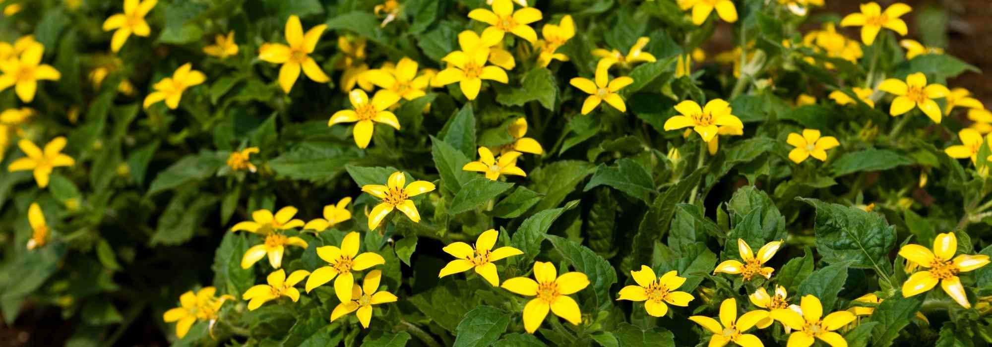 **Chrysogonum : piantagione, coltivazione e cura**

Il *Chrysogonum*, conosciuto anche come "stella dorata", è una pianta perenne apprezzata per i suoi fiori giallo brillante e il fogliame decorativo. Originaria del Nord America, questa pianta è ideale per bordure, giardini rocciosi o come copertura del terreno. Ecco una guida completa per piantare, coltivare e prenderti cura del tuo *Chrysogonum*.

---

### **Piantagione del Chrysogonum**

1. **Scelta del luogo**:
   - Predilige un'esposizione a mezz'ombra o ombra leggera, soprattutto nelle regioni con estati calde.
   - Tollera il sole diretto solo se il terreno rimane umido.

2. **Terreno**:
   - Opta per un terreno ben drenato, ricco di humus e leggermente acido.
   - Evita i terreni troppo compatti o soggetti a ristagni d'acqua.

3. **Periodo di piantagione**:
   - Il momento migliore per piantare è in primavera o in autunno, quando le temperature sono miti.

4. **Distanza tra le piante**:
   - Mantieni una distanza di circa 30-40 cm tra una pianta e l'altra per permettere una crescita armoniosa.

---

### **Coltivazione del Chrysogonum**

1. **Annaffiatura**:
   - Mantieni il terreno umido, soprattutto durante i periodi di siccità.
   - Evita di bagnare eccessivamente per prevenire marciumi radicali.

2. **Concimazione**:
   - Applica un concime organico in primavera per favorire una fioritura abbondante.
   - Puoi anche utilizzare un fertilizzante bilanciato a lento rilascio.

3. **Pacciamatura**:
   - Una pacciamatura con corteccia o compost aiuta a mantenere l'umidità del terreno e a limitare la crescita delle erbacce.

---

### **Cura del Chrysogonum**

1. **Potatura**:
   - Rimuovi i fiori appassiti per stimolare una nuova fioritura.
   - In autunno, puoi tagliare il fogliame secco per mantenere la pianta ordinata.

2. **Protezione invernale**:
   - Nelle regioni con inverni rigidi, proteggi la pianta con una pacciamatura aggiuntiva o con tessuto non tessuto.

3. **Divisione dei cespi**:
   - Ogni 3-4 anni, dividi i cespi in primavera o autunno per ringiovanire la pianta e propagarla.

---

### **Problemi comuni e soluzioni**

- **Marciume radicale**: Causato da un eccesso di acqua. Assicura un buon drenaggio.
- **Afidi**: Trattali con un insetticida naturale o lavando le foglie con acqua e sapone neutro.
- **Foglie ingiallite**: Potrebbe indicare carenza di nutrienti o terreno troppo alcalino. Aggiungi del compost o un fertilizzante specifico.

---

Con queste semplici indicazioni, il tuo *Chrysogonum* prospererà, regalandoti una splendida fioritura e un tocco di colore nel tuo giardino!