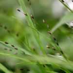 Melica : piantagione, coltivazione, cura