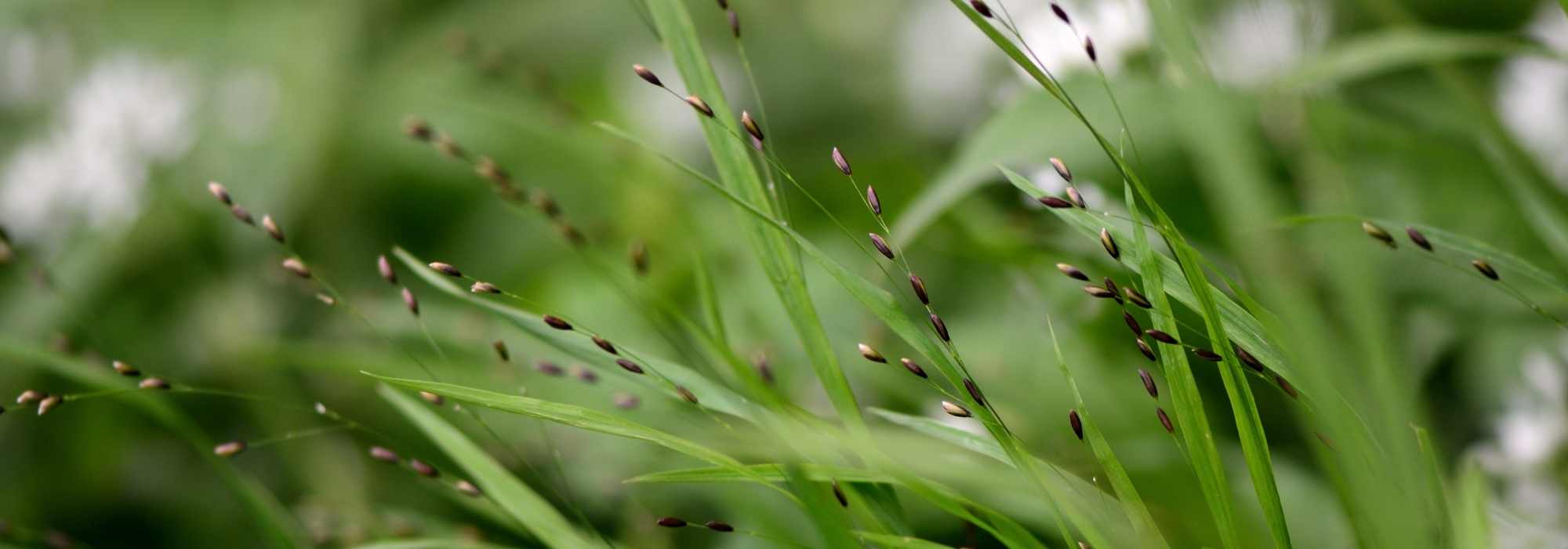 Melica : piantagione, coltivazione, cura