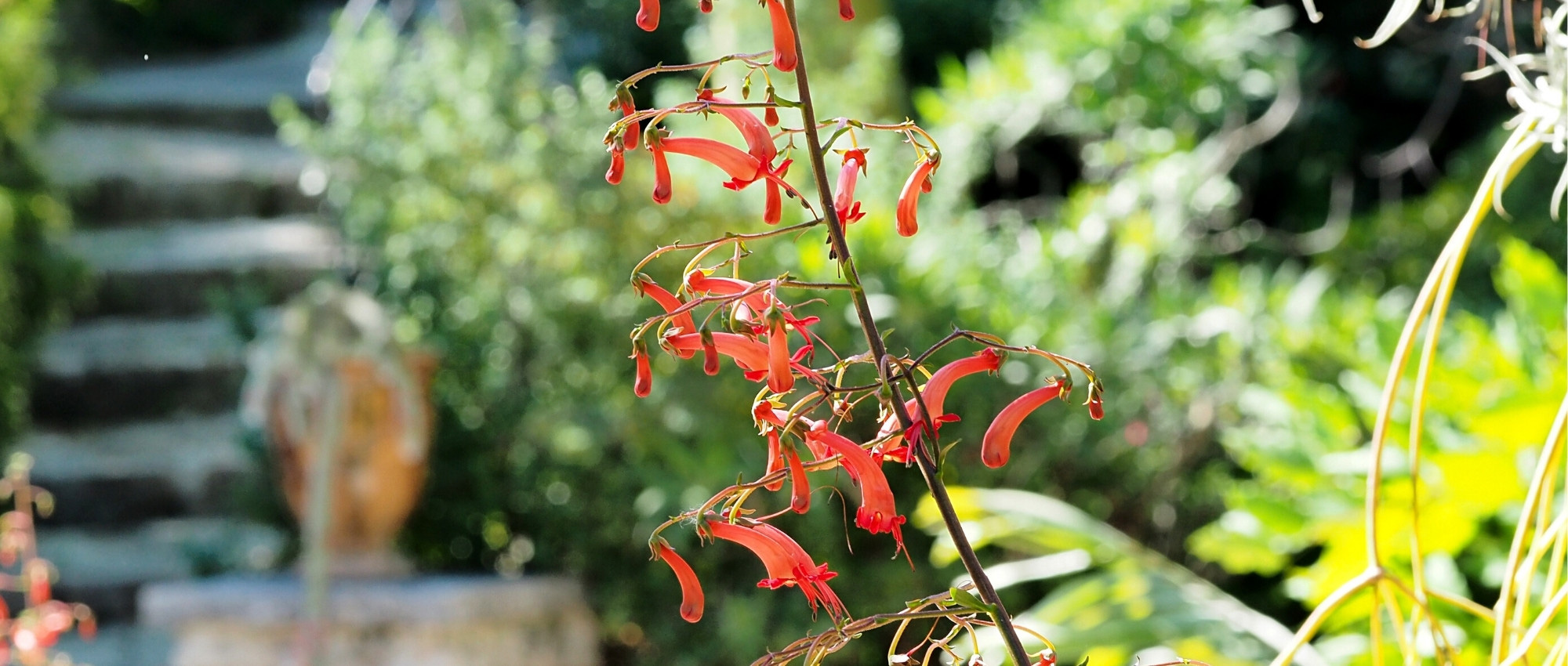 **Phygelius : Piantare, Coltivare e Curare**