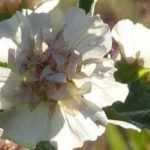 **Alcalthaea : piantagione, potatura, manutenzione**