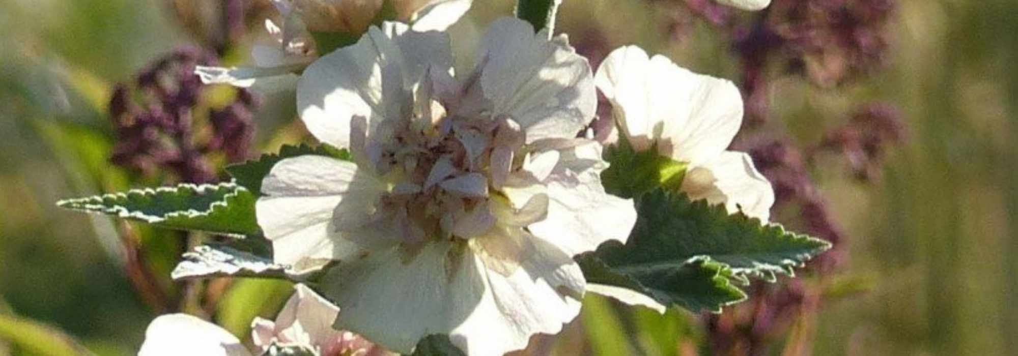 **Alcalthaea : piantagione, potatura, manutenzione**