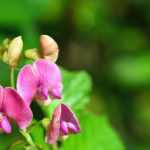 **Lathyrus: piantare, coltivare e curare**  

Scopri come piantare, coltivare e prenderti cura del **Lathyrus**, una pianta ornamentale apprezzata per i suoi fiori colorati e profumati.  

### **Piantare il Lathyrus**  
1. **Scelta del luogo**: Preferisce posizioni soleggiate o parzialmente ombreggiate.  
2. **Tipo di terreno**: Opta per un terreno ben drenato e ricco di sostanze organiche.  
3. **Semina**: Puoi seminare i semi direttamente in giardino in primavera o in autunno.  

### **Coltivazione**  
- **Irrigazione**: Mantieni il terreno umido, ma evita i ristagni d'acqua.  
- **Concimazione**: Utilizza un fertilizzante bilanciato durante la stagione di crescita.  
- **Supporto**: Fornisci un sostegno come un graticcio o dei tutori per le varietà rampicanti.  

### **Cura**  
- **Potatura**: Rimuovi i fiori appassiti per favorire una fioritura continua.  
- **Protezione invernale**: Nelle zone con inverni rigidi, proteggi le radici con una pacciamatura.  

Con queste semplici accortezze, il tuo **Lathyrus** regalerà al tuo giardino un tocco di eleganza e profumo!