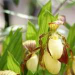 Orchidee da giardino: piantare, coltivare e curare