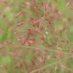 **Eragrostis - Erba dell'amore: piantare, coltivare e curare**