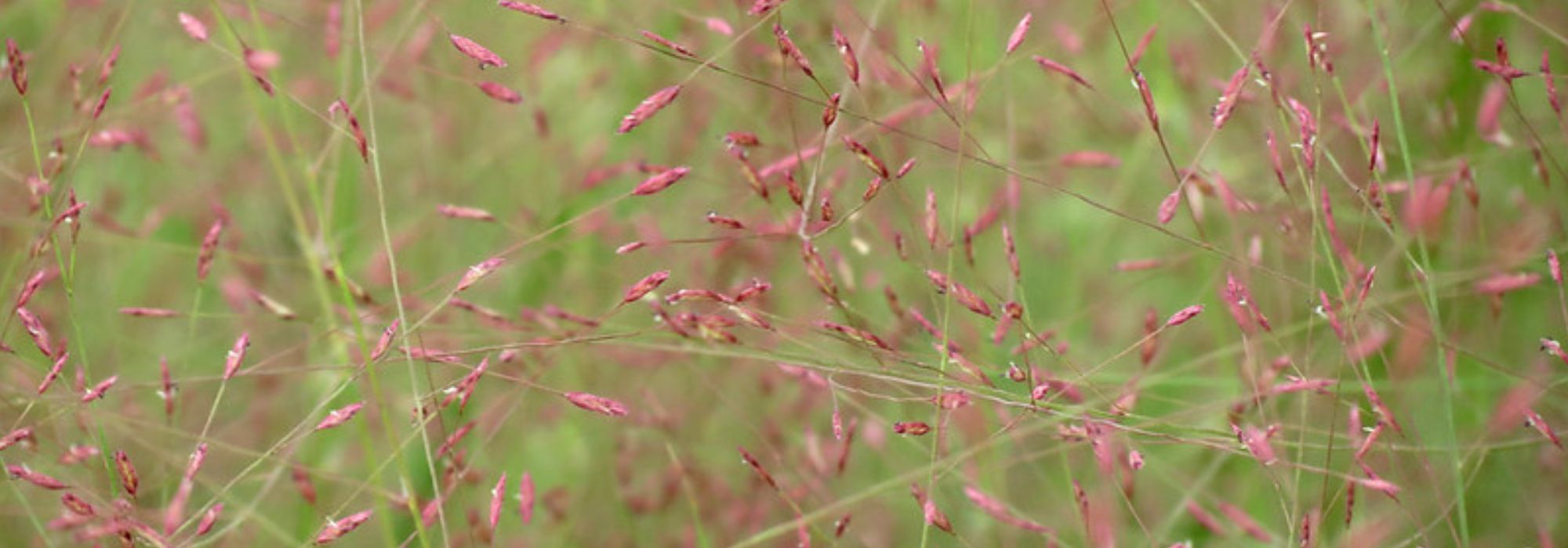 **Eragrostis - Erba dell'amore: piantare, coltivare e curare**