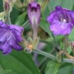 Strobilanthes - Strobilanti: piantare, coltivare e curare