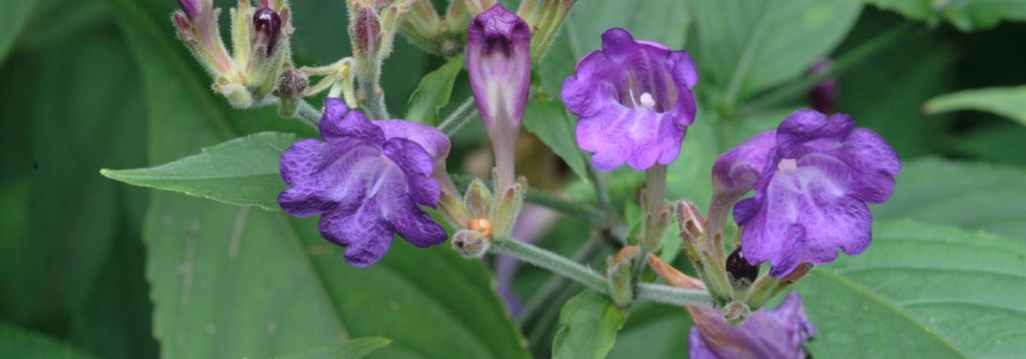 Strobilanthes - Strobilanti: piantare, coltivare e curare