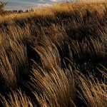 **Chionochloa : piantare, coltivare e curare**  

La **Chionochloa** è una graminacea ornamentale originaria della Nuova Zelanda, apprezzata per il suo fogliame elegante e la sua resistenza. Ideale per giardini naturali o rocciosi, questa pianta aggiunge movimento e struttura alle aiuole. Scopri come piantare, coltivare e prenderti cura della Chionochloa per godere della sua bellezza tutto l'anno.  

### **Piantare la Chionochloa**  
1. **Scelta del luogo**: Preferisce posizioni soleggiate o a mezz'ombra, con terreno ben drenato.  
2. **Preparazione del terreno**: Lavora il terreno per renderlo leggero e arieggiato, aggiungendo sabbia se necessario per migliorare il drenaggio.  
3. **Piantagione**: Scava una buca leggermente più grande della zolla, posiziona la pianta e riempi con terra, comprimendo leggermente.  

### **Coltivazione**  
- **Annaffiatura**: Moderata, evitando ristagni idrici. Resiste bene alla siccità una volta stabilizzata.  
- **Concimazione**: Utilizza un fertilizzante bilanciato in primavera per favorire la crescita.  
- **Potatura**: Taglia le foglie secche alla base in primavera per stimolare la ripresa vegetativa.  

### **Cura e manutenzione**  
- **Protezione invernale**: In climi rigidi, pacciama la base per proteggere le radici dal gelo.  
- **Divisione dei cespi**: Ogni 3-4 anni, dividi i cespi per mantenere la pianta vigorosa.  

Con queste semplici attenzioni, la **Chionochloa** regalerà al tuo giardino un tocco di eleganza naturale!