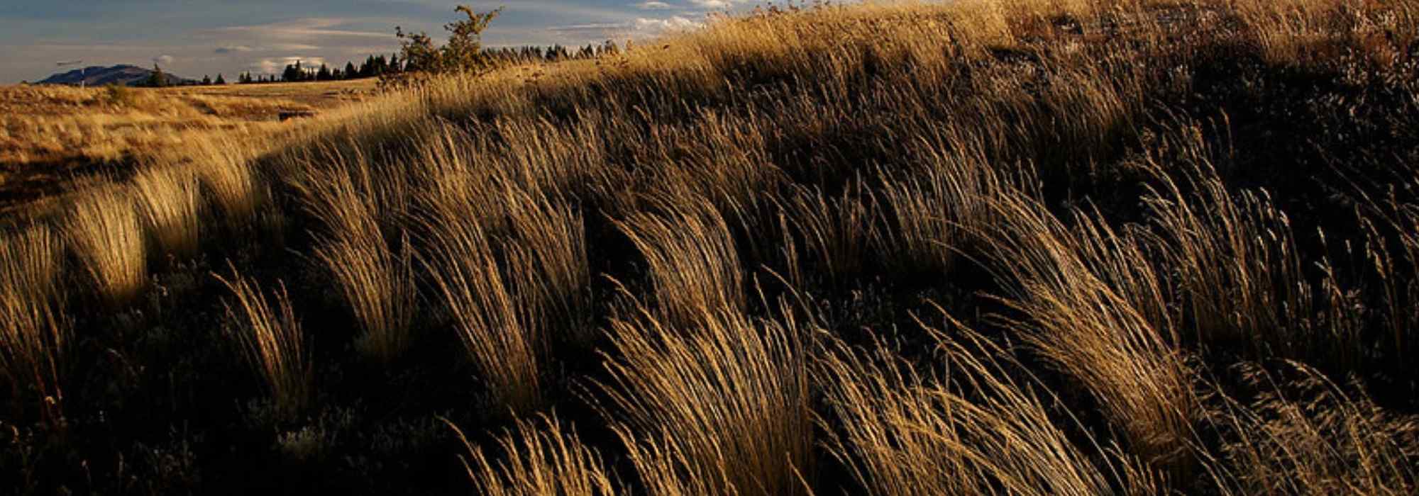 **Chionochloa : piantare, coltivare e curare**  

La **Chionochloa** è una graminacea ornamentale originaria della Nuova Zelanda, apprezzata per il suo fogliame elegante e la sua resistenza. Ideale per giardini naturali o rocciosi, questa pianta aggiunge movimento e struttura alle aiuole. Scopri come piantare, coltivare e prenderti cura della Chionochloa per godere della sua bellezza tutto l'anno.  

### **Piantare la Chionochloa**  
1. **Scelta del luogo**: Preferisce posizioni soleggiate o a mezz'ombra, con terreno ben drenato.  
2. **Preparazione del terreno**: Lavora il terreno per renderlo leggero e arieggiato, aggiungendo sabbia se necessario per migliorare il drenaggio.  
3. **Piantagione**: Scava una buca leggermente più grande della zolla, posiziona la pianta e riempi con terra, comprimendo leggermente.  

### **Coltivazione**  
- **Annaffiatura**: Moderata, evitando ristagni idrici. Resiste bene alla siccità una volta stabilizzata.  
- **Concimazione**: Utilizza un fertilizzante bilanciato in primavera per favorire la crescita.  
- **Potatura**: Taglia le foglie secche alla base in primavera per stimolare la ripresa vegetativa.  

### **Cura e manutenzione**  
- **Protezione invernale**: In climi rigidi, pacciama la base per proteggere le radici dal gelo.  
- **Divisione dei cespi**: Ogni 3-4 anni, dividi i cespi per mantenere la pianta vigorosa.  

Con queste semplici attenzioni, la **Chionochloa** regalerà al tuo giardino un tocco di eleganza naturale!