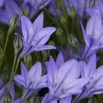Triteleia - Brodiaea: piantare, coltivare e curare