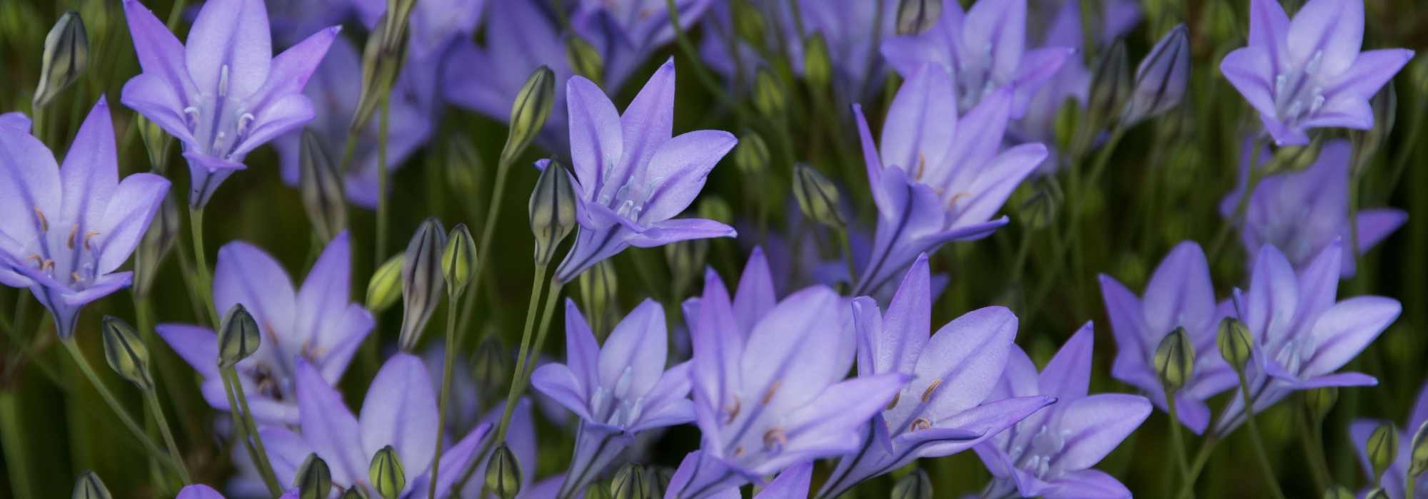 Triteleia - Brodiaea: piantare, coltivare e curare