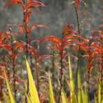 **Chasmanthe - Chasmante: piantare, coltivare e curare**