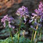 Corydalis bulbose: piantagione, coltivazione, cura