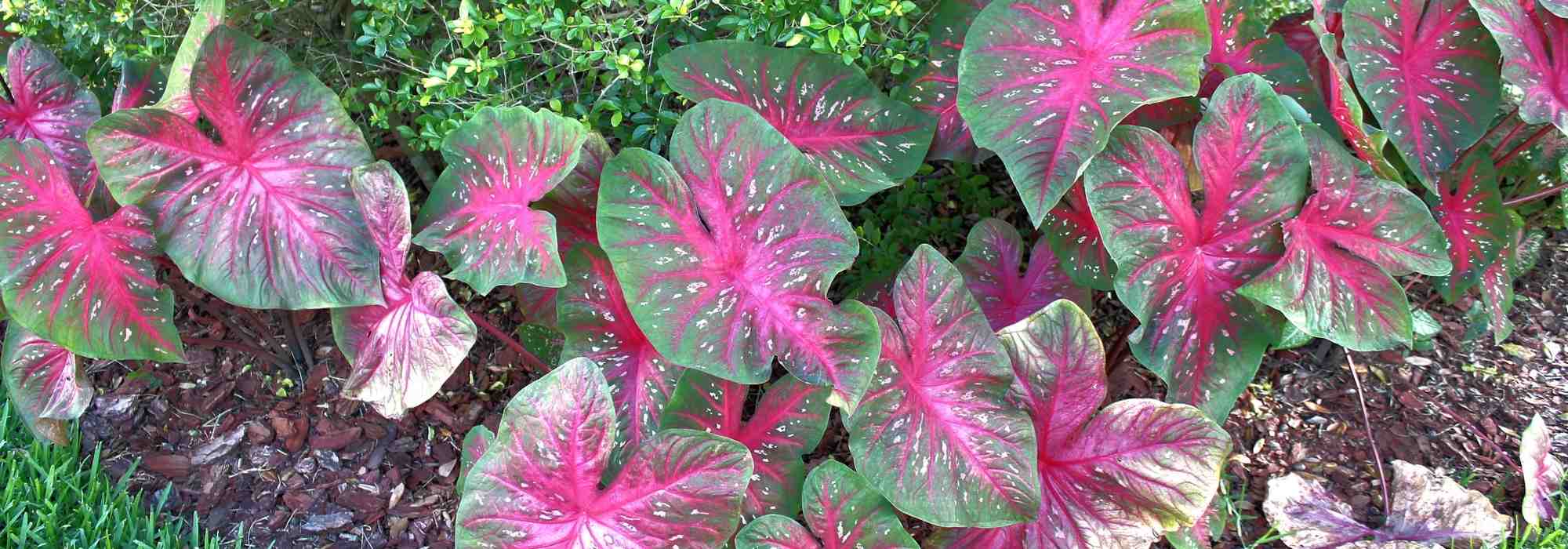 **Caladium, Orecchio di elefante: piantare e coltivare**