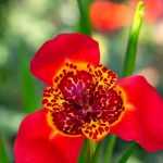 **Tigridia: piantare, coltivare e curare**

Il Tigridia è una pianta bulbosa affascinante, nota per i suoi fiori esotici e colorati che ricordano le ali di una farfalla. Originaria del Messico e dell'America centrale, questa pianta aggiunge un tocco di eleganza e vivacità ai giardini. Scopri come piantare, coltivare e prenderti cura del Tigridia per godere della sua bellezza unica.

### **Piantare il Tigridia**

1. **Scelta del luogo**: Il Tigridia ama i luoghi soleggiati e ben illuminati. Scegli un'area del giardino dove riceva almeno 6 ore di sole al giorno.
2. **Tipo di terreno**: Preferisce un terreno ben drenato, leggero e ricco di sostanza organica. Evita i terreni troppo compatti o argillosi.
3. **Piantagione dei bulbi**:
   - Piantali in primavera, quando il rischio di gelate è passato.
   - Interra i bulbi a una profondità di circa 10 cm, con la punta rivolta verso l'alto.
   - Mantieni una distanza di 15-20 cm tra un bulbo e l'altro.

### **Coltivare il Tigridia**

1. **Irrigazione**: Mantieni il terreno umido ma non inzuppato. Annaffia regolarmente durante la stagione di crescita, riducendo le annaffiature dopo la fioritura.
2. **Concimazione**: Applica un fertilizzante bilanciato all'inizio della stagione di crescita per favorire una fioritura abbondante.
3. **Protezione dal freddo**: Il Tigridia non tollera il gelo. Se vivi in una zona con inverni rigidi, dissotterra i bulbi in autunno e conservali in un luogo asciutto e fresco fino alla primavera successiva.

### **Cura del Tigridia**

1. **Eliminazione dei fiori appassiti**: Rimuovi i fiori secchi per stimolare la produzione di nuovi boccioli.
2. **Controllo delle malattie**: Fai attenzione a marciumi radicali causati da eccessiva umidità. Assicura un buon drenaggio per prevenire problemi.
3. **Moltiplicazione**: I bulbi possono essere divisi ogni 3-4 anni per propagare la pianta. Fallo in autunno o all'inizio della primavera.

Con queste semplici cure, il Tigridia regalerà al tuo giardino un'esplosione di colori e un'atmosfera esotica. Buona coltivazione!