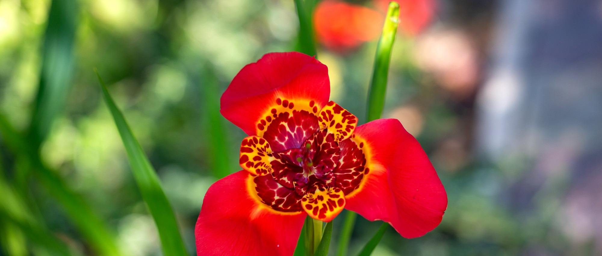 **Tigridia: piantare, coltivare e curare**

Il Tigridia è una pianta bulbosa affascinante, nota per i suoi fiori esotici e colorati che ricordano le ali di una farfalla. Originaria del Messico e dell'America centrale, questa pianta aggiunge un tocco di eleganza e vivacità ai giardini. Scopri come piantare, coltivare e prenderti cura del Tigridia per godere della sua bellezza unica.

### **Piantare il Tigridia**

1. **Scelta del luogo**: Il Tigridia ama i luoghi soleggiati e ben illuminati. Scegli un'area del giardino dove riceva almeno 6 ore di sole al giorno.
2. **Tipo di terreno**: Preferisce un terreno ben drenato, leggero e ricco di sostanza organica. Evita i terreni troppo compatti o argillosi.
3. **Piantagione dei bulbi**:
   - Piantali in primavera, quando il rischio di gelate è passato.
   - Interra i bulbi a una profondità di circa 10 cm, con la punta rivolta verso l'alto.
   - Mantieni una distanza di 15-20 cm tra un bulbo e l'altro.

### **Coltivare il Tigridia**

1. **Irrigazione**: Mantieni il terreno umido ma non inzuppato. Annaffia regolarmente durante la stagione di crescita, riducendo le annaffiature dopo la fioritura.
2. **Concimazione**: Applica un fertilizzante bilanciato all'inizio della stagione di crescita per favorire una fioritura abbondante.
3. **Protezione dal freddo**: Il Tigridia non tollera il gelo. Se vivi in una zona con inverni rigidi, dissotterra i bulbi in autunno e conservali in un luogo asciutto e fresco fino alla primavera successiva.

### **Cura del Tigridia**

1. **Eliminazione dei fiori appassiti**: Rimuovi i fiori secchi per stimolare la produzione di nuovi boccioli.
2. **Controllo delle malattie**: Fai attenzione a marciumi radicali causati da eccessiva umidità. Assicura un buon drenaggio per prevenire problemi.
3. **Moltiplicazione**: I bulbi possono essere divisi ogni 3-4 anni per propagare la pianta. Fallo in autunno o all'inizio della primavera.

Con queste semplici cure, il Tigridia regalerà al tuo giardino un'esplosione di colori e un'atmosfera esotica. Buona coltivazione!