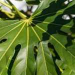Fatsia del Giappone, Falsa Aralia: piantagione, coltivazione, cura.