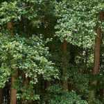 L'ontano: piantare e coltivare