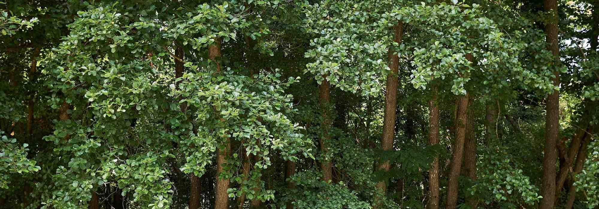 L'ontano: piantare e coltivare