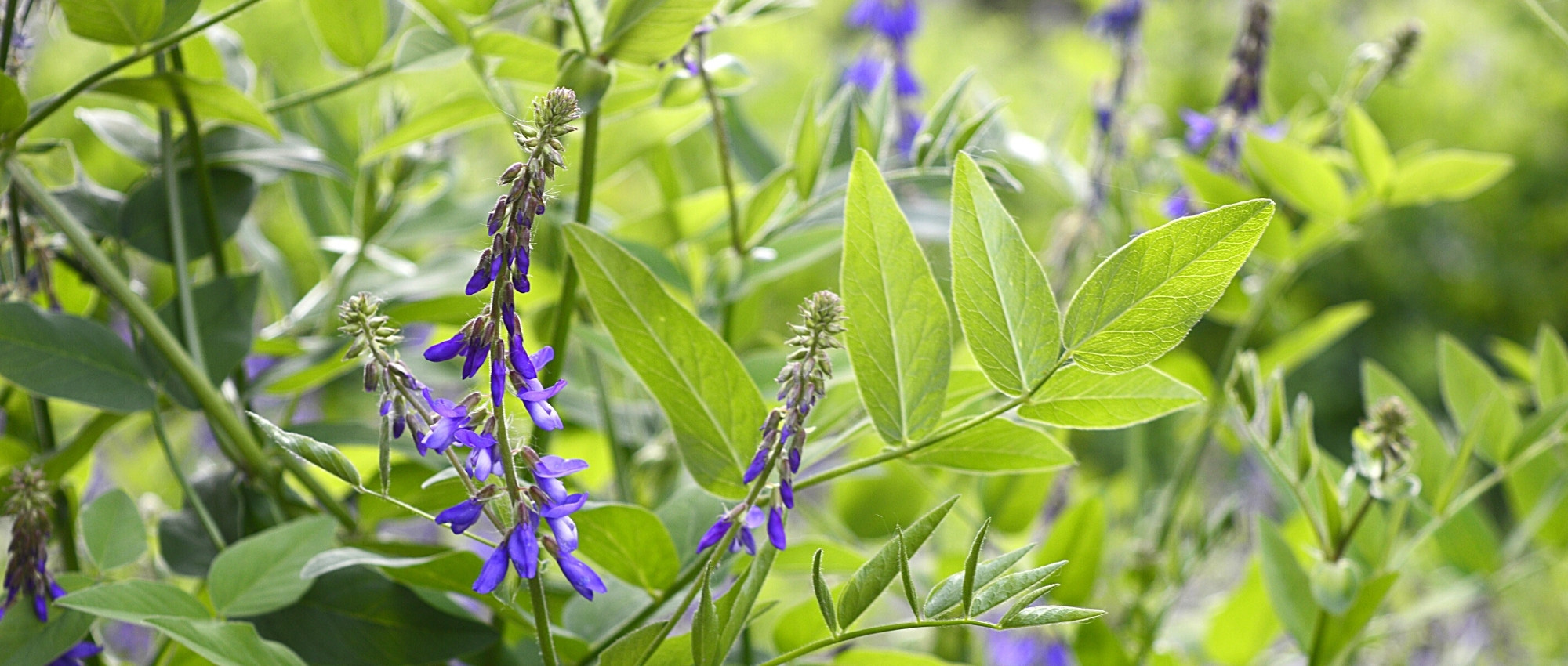 Capraggine: Piantagione, coltivazione e cura