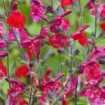 Salvie arbustive: piantagione, consigli di manutenzione