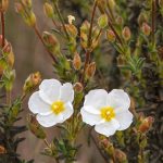 Cisto giallo: piantagione, coltivazione e cura