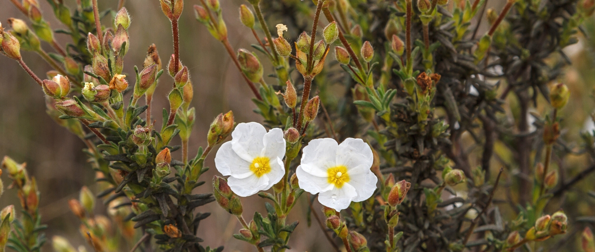 Cisto giallo: piantagione, coltivazione e cura