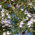 Prostanthera - Menta australiana: piantare e coltivare