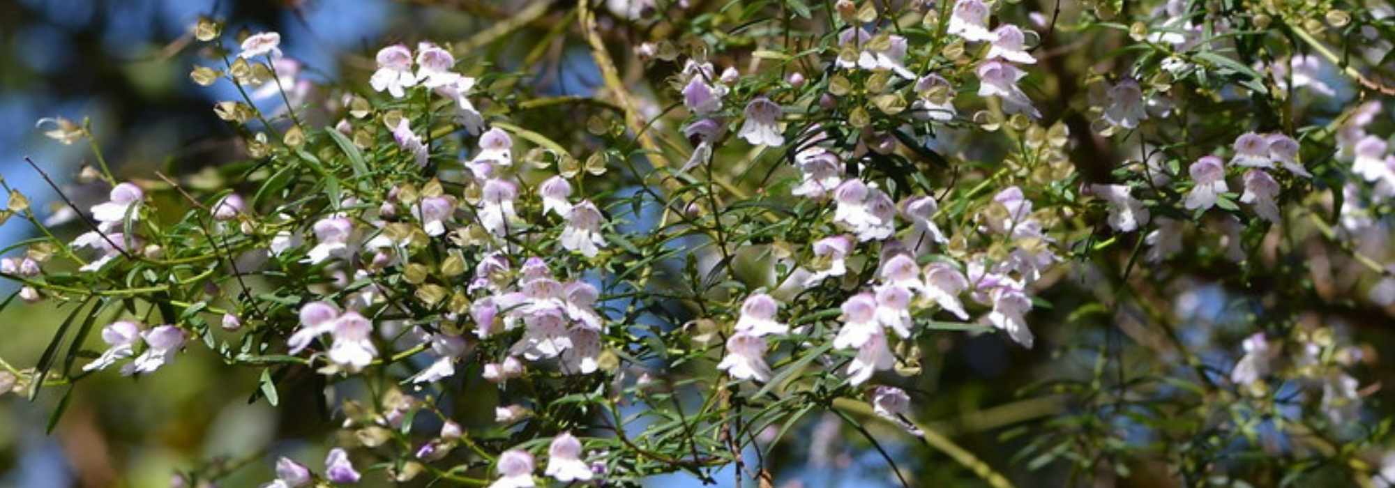 Prostanthera - Menta australiana: piantare e coltivare