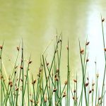 **Scirpus : Pianta, coltivazione e cura**

Lo Scirpus è una pianta acquatica o palustre apprezzata per il suo fogliame decorativo e la sua adattabilità a diversi ambienti umidi. Ecco una guida completa per piantare, coltivare e prenderti cura di questa pianta affascinante.

### **Piantare lo Scirpus**

1. **Scelta del luogo**:
   - Lo Scirpus prospera in zone umide, come bordi di stagni, paludi o terreni costantemente bagnati.
   - Preferisce un'esposizione al sole pieno o a mezz'ombra.

2. **Preparazione del terreno**:
   - Il terreno deve essere ricco di sostanza organica e ben drenato, ma sempre umido.
   - Se piantato in vaso, utilizza un substrato specifico per piante acquatiche.

3. **Piantagione**:
   - Pianta i rizomi o le piantine in primavera o in autunno.
   - Mantieni una distanza di circa 30-50 cm tra le piante per permettere una crescita ottimale.

### **Coltivazione**

1. **Irrigazione**:
   - Assicurati che il terreno rimanga sempre umido. Se coltivato in acqua, la profondità ideale è di 5-10 cm.

2. **Concimazione**:
   - Applica un fertilizzante bilanciato in primavera per favorire una crescita vigorosa.

3. **Manutenzione**:
   - Rimuovi le foglie morte o danneggiate per mantenere la pianta sana.
   - In inverno, proteggi le piante dal gelo se necessario, soprattutto nelle regioni più fredde.

### **Cura**

1. **Controllo delle infestanti**:
   - Tieni sotto controllo le erbacce intorno alla pianta per evitare competizione per nutrienti e acqua.

2. **Divisione dei cespi**:
   - Ogni 2-3 anni, dividi i cespi per evitare un affollamento eccessivo e stimolare una nuova crescita.

3. **Parassiti e malattie**:
   - Lo Scirpus è generalmente resistente, ma può essere attaccato da afidi o funghi in condizioni di umidità eccessiva. Tratta con prodotti naturali o specifici se necessario.

### **Conclusione**

Lo Scirpus è una pianta versatile e di facile manutenzione, perfetta per abbellire zone umide del giardino o per creare un angolo naturale intorno a uno stagno. Seguendo questi semplici consigli, potrai goderti la sua bellezza per molti anni. Buon giardinaggio!